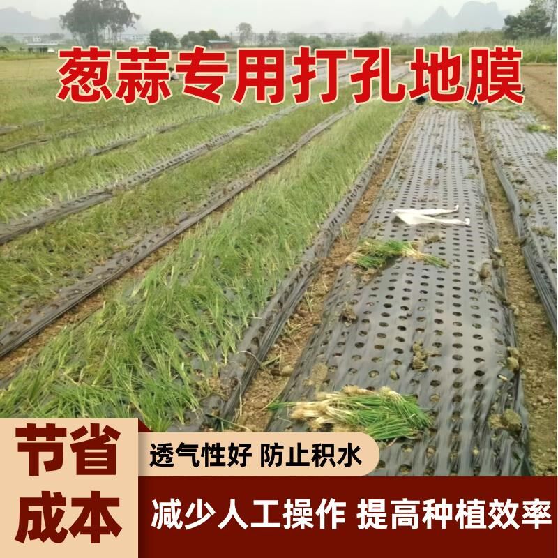 打孔黑地膜除草保温保墒草莓葱蒜药材羊肚菌种植有孔种菜塑料薄膜