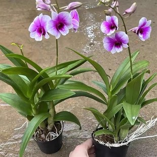 石斛兰盆栽带花室内好养绿植红泼墨石斛兰花苗浓香型办公桌面盆景