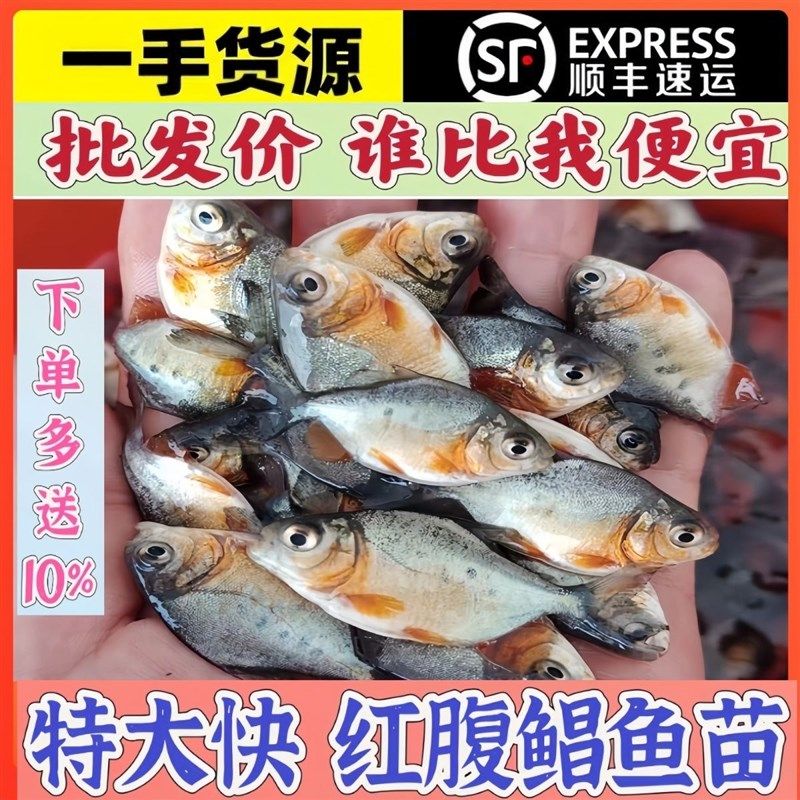 正宗鲳鱼苗红腹鲳鱼淡水养殖白鲳鱼仓鱼苗凶猛食用水产易养观赏鱼