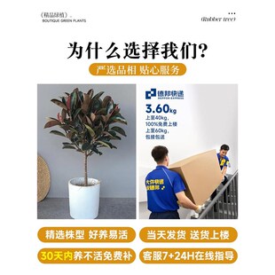 橡皮树客厅大盆栽棒棒糖造型老桩象皮树绿植室内大型真树好养耐活