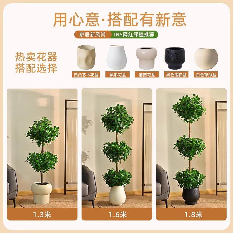 仿真物盆金钱树落地栽室12/23金内大型仿生绿奢植植摆件直播间轻