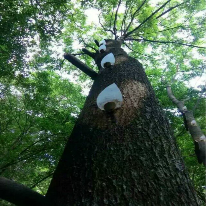 陕西土漆漆树采割大漆采自漆树无添加精细过滤国漆生漆85一斤