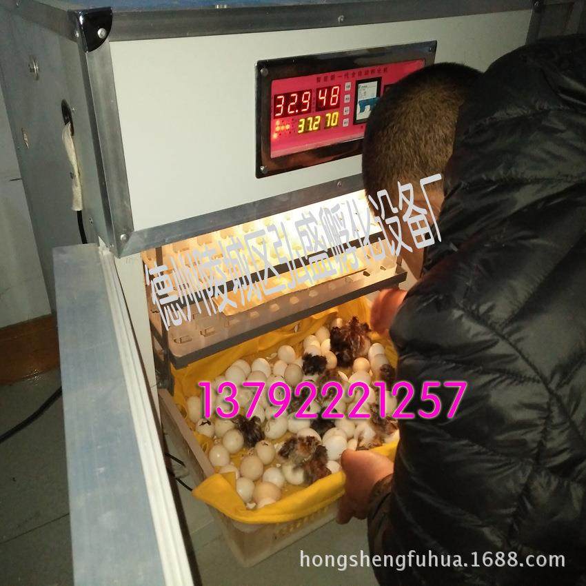 育雏伞/伞小鸡脱温设备/自动控温/自动保温伞XGO养鸡设温育保雏备