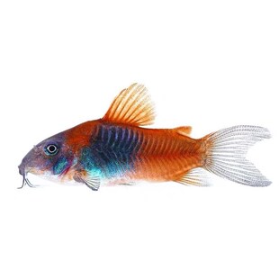 委内瑞拉黑鼠鱼热带鱼青鼠底栖鱼尼罗河鱼南美稀有工具翻砂鱼活体