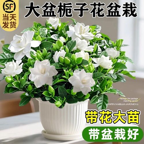 大盆栀子花盆栽四季开花植物树苗室内绿植阳台好养活茉莉花带花苞