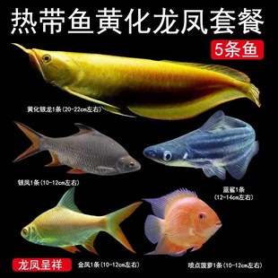 龙凤呈祥热带观赏鱼中大型套餐黄化银龙飞凤泰国鲫喷点菠萝蓝鲨鱼