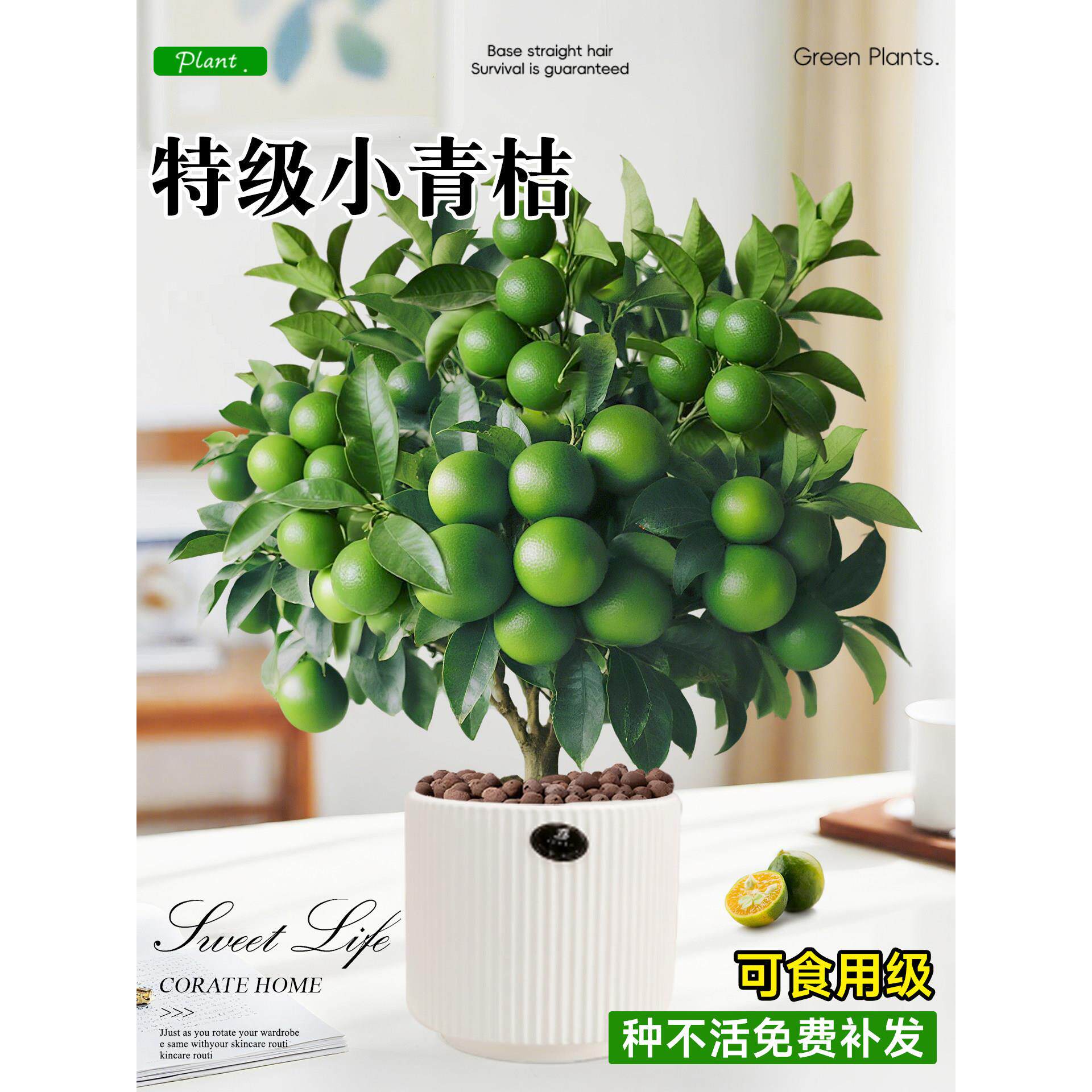 海南小青桔盆栽金桔树苗客厅阳台绿植物室内四季好养柠檬橘子树