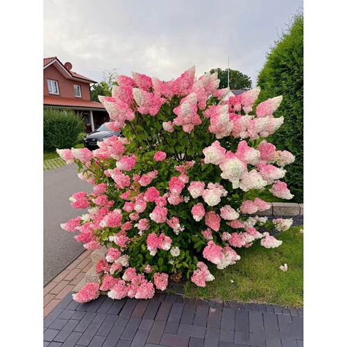 别墅花园高档绣球花苗无尽夏圆锥木绣球香草草莓大苗庭院耐寒耐热
