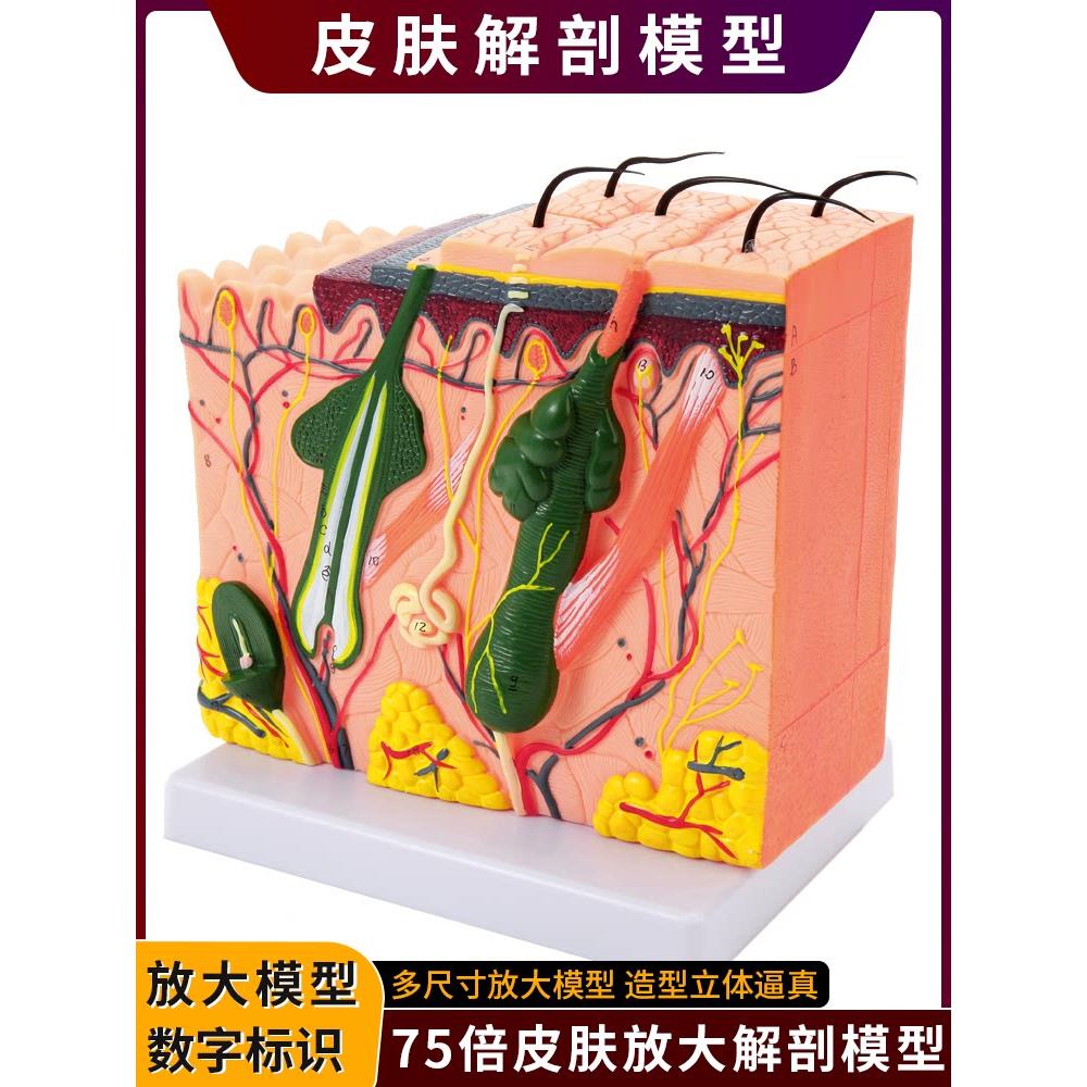 立体皮肤组织结构层次放大解剖模型医教学头皮毛发生理结构图模块