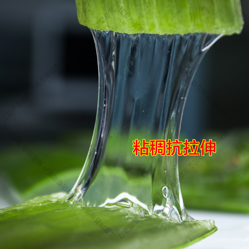 黄家荟库拉索芦荟美容院专用灌肤敷脸植物新鲜叶片可食用绿植盆栽图片