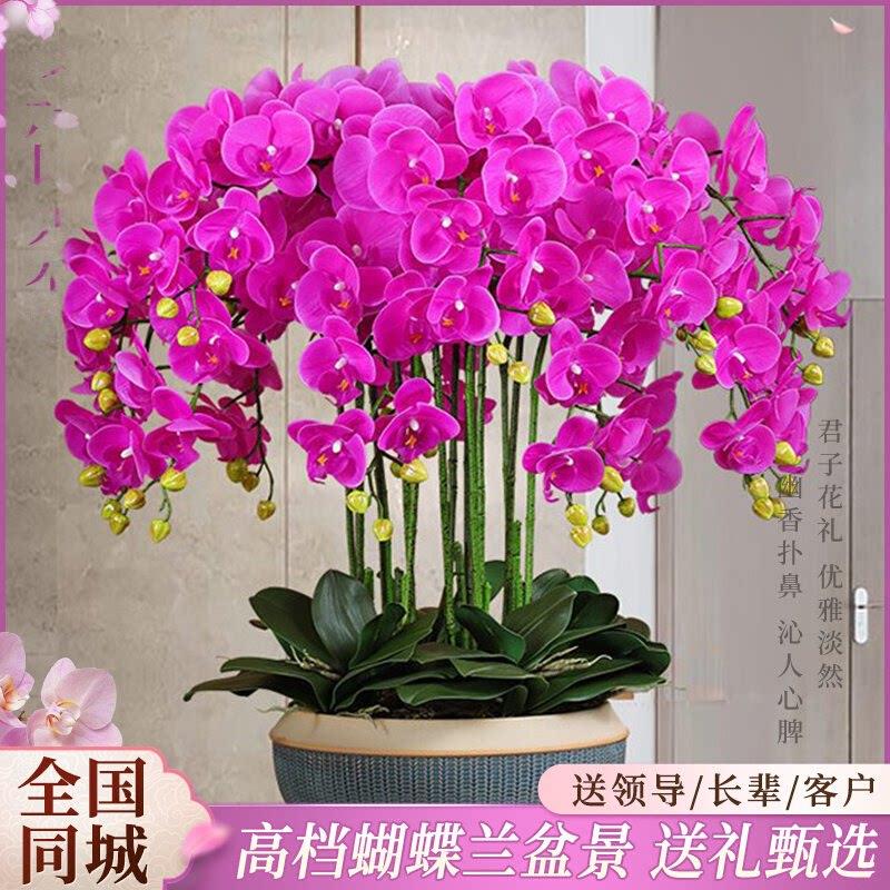 全国蝴蝶兰盆栽真鲜花速递同城配送乔迁北京上海老师家人年宵花店