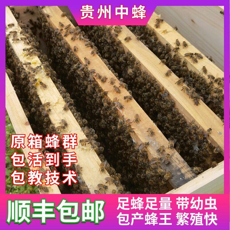 贵州中蜂蜂群中华蜜蜂土蜜蜂活体养殖蜜蜂蜂群带箱带蜂王带幼仔脾