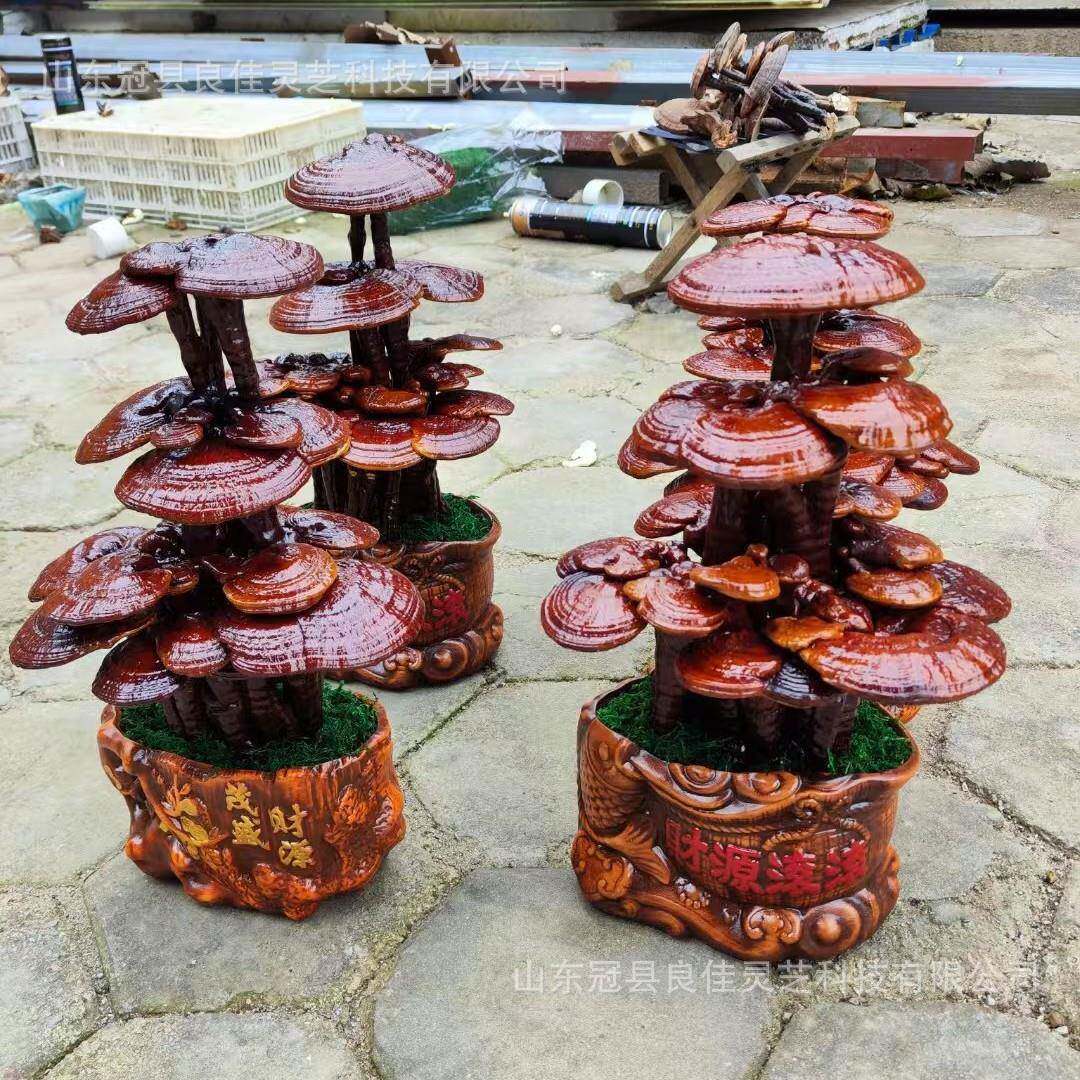 货中小型工灵芝盆景灵芝盆栽绿植室内盆栽赏摆件现手家观居福禄