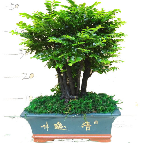 小叶紫檀盆景树桩客厅桌面小植物树苗四季常青 绿植室内 净化空气