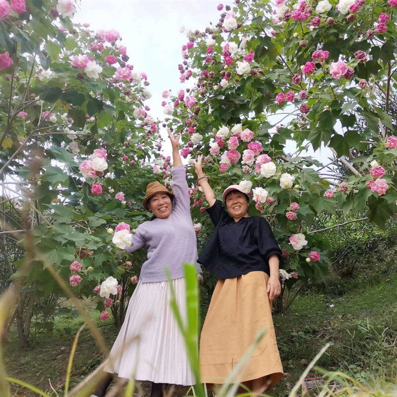 木芙蓉树苗庭院种植芙蓉花苗三醉