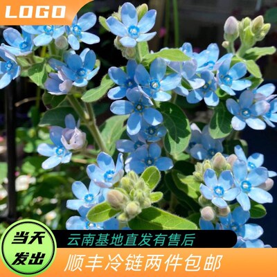 洋甘菊松虫草蓝星花蓝盆花火焰兰配花鲜切花