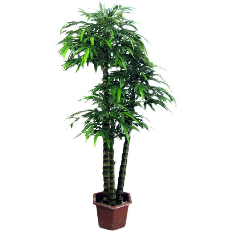 佛肚竹大型盆栽室内客厅盆景绿植庭院富贵竹转运竹四季常青观赏竹