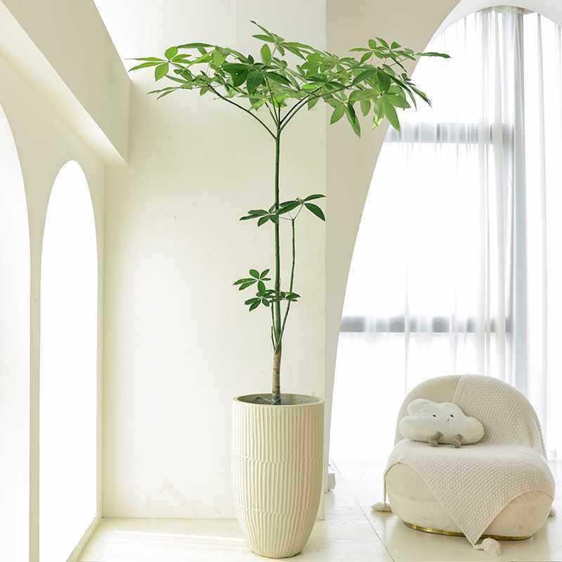 型客厅八方发财树盆栽大玄关办公室原生室内植物造景绿植旺宅来财
