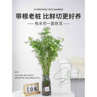 水培植物米竹盆栽室内带根水养小叶凤尾竹鱼缸用绿植矮化禅意盆景