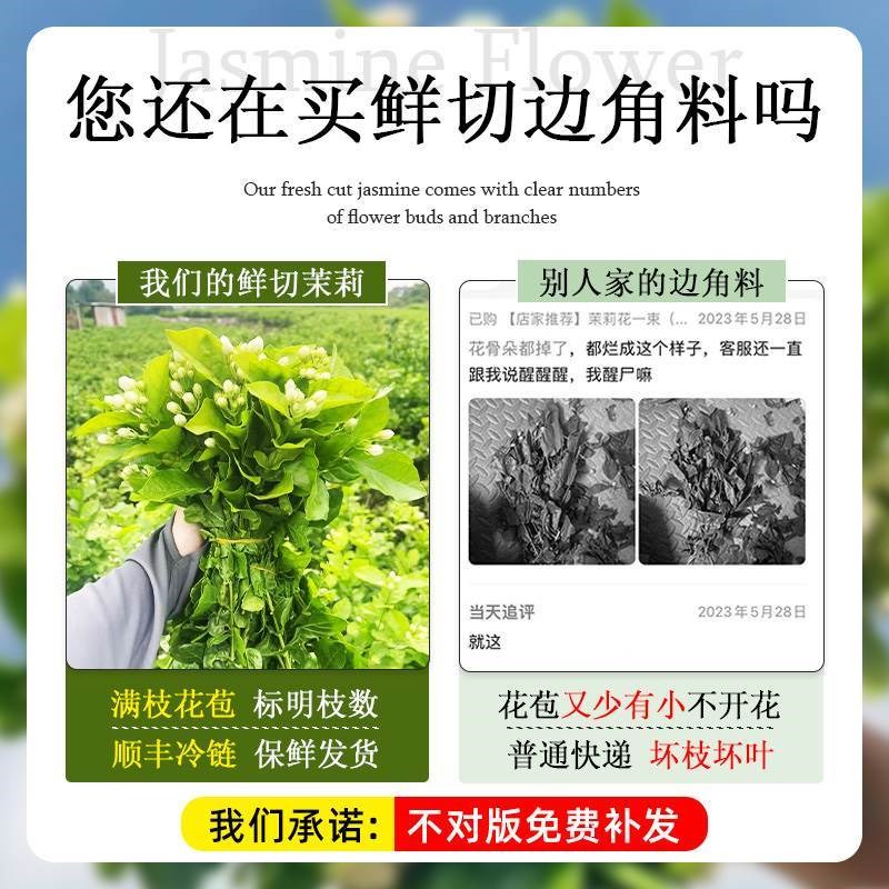 茉莉花水培植物盆栽办公室内桌面好养适合懒人养的花卉绿植九里香