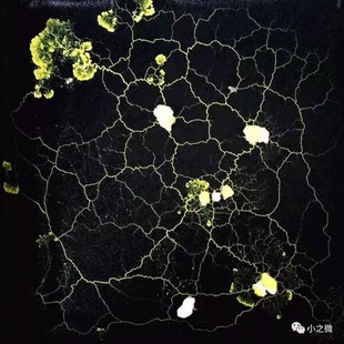 黏菌迷宫菌种史莱姆饲养套装学生小型好养小宠物曳尾菌培养粘菌