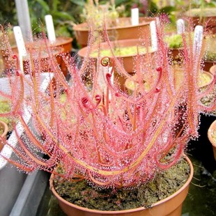 食虫植物叉叶茅膏菜大型巨型叶长可达50厘米新手推荐冷热不怕好养