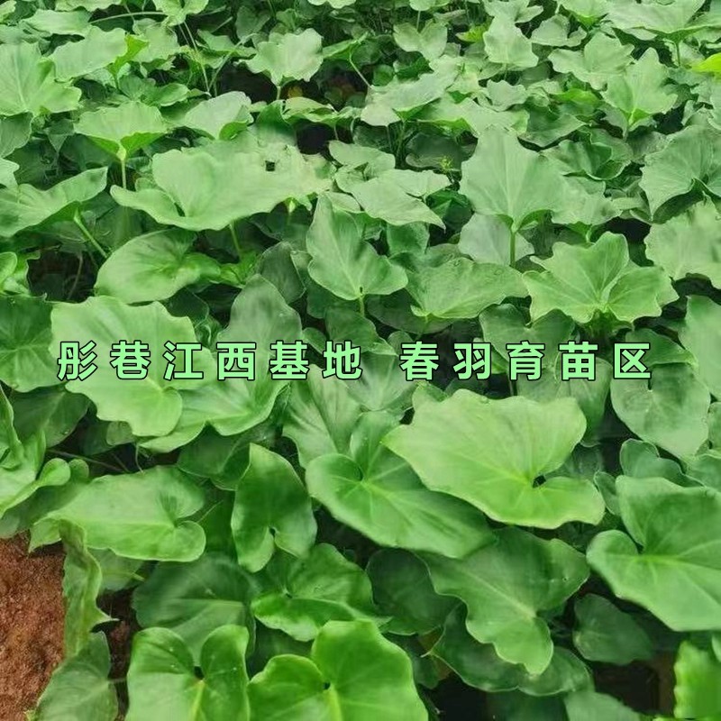 春羽专用土通用型家庭盆栽花卉有机土壤养花透气性营养土植物花泥,鲜花速递/花卉仿真/绿植园艺,介质/营养土,淘宝优惠券,粉丝福利购,淘宝优惠卷