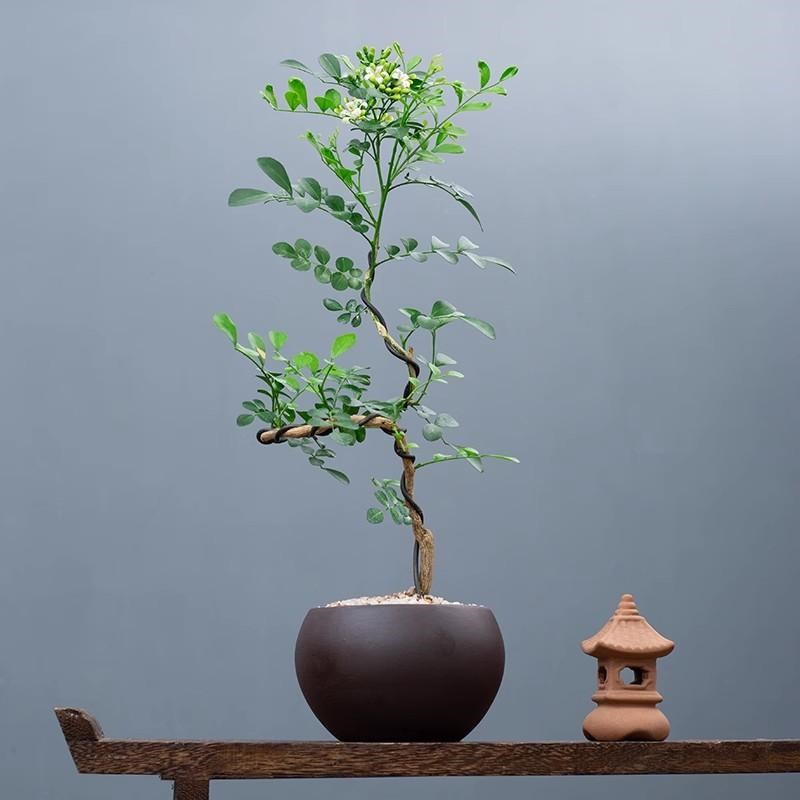 造型九里香盆栽四季开花办公室内绿植摆件浓香花卉桌面植物盆景q