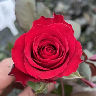 红新娘 新品无刺红玫瑰玫瑰 切花月季 大花多头抗病耐开耐晒盆栽