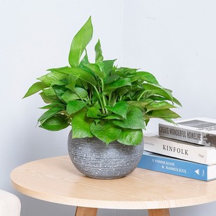 花兮绘 绿萝小盆栽室内办公室桌面除甲醛辐射植物水培好养活绿植