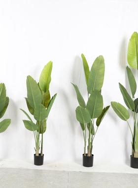 工厂栽店仿绿植植旅人蕉盆大叶子散葵物造景拍摄TUG道具轻奢真装
