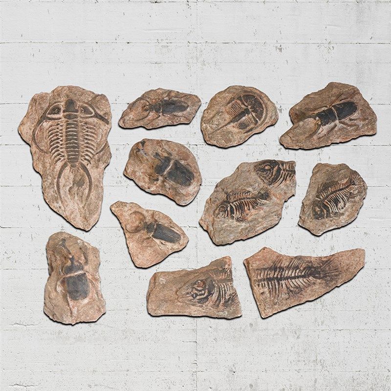 树脂海洋古生物海螺化石三叶虫独角仙昆虫鱼骨化石墙壁装饰挂件