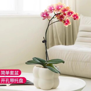 蝴蝶兰带花盆栽带花苞花剑办公桌室内客厅懒人胡蝴蝶兰花苗带花苞