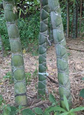 龟甲竹苗 观赏竹子 龙鳞竹 水池河道庭院 观音竹 毛竹变异风水竹
