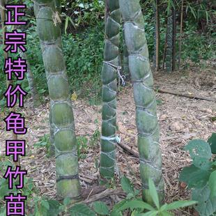龟甲竹苗 观赏竹子 龙鳞竹 水池河道庭院 观音竹 毛竹变异风水竹