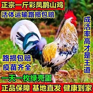 纯种一斤重彩凤鹊山鸡苗下绿壳蛋活鸡农家散养脱温好养 包活 包邮