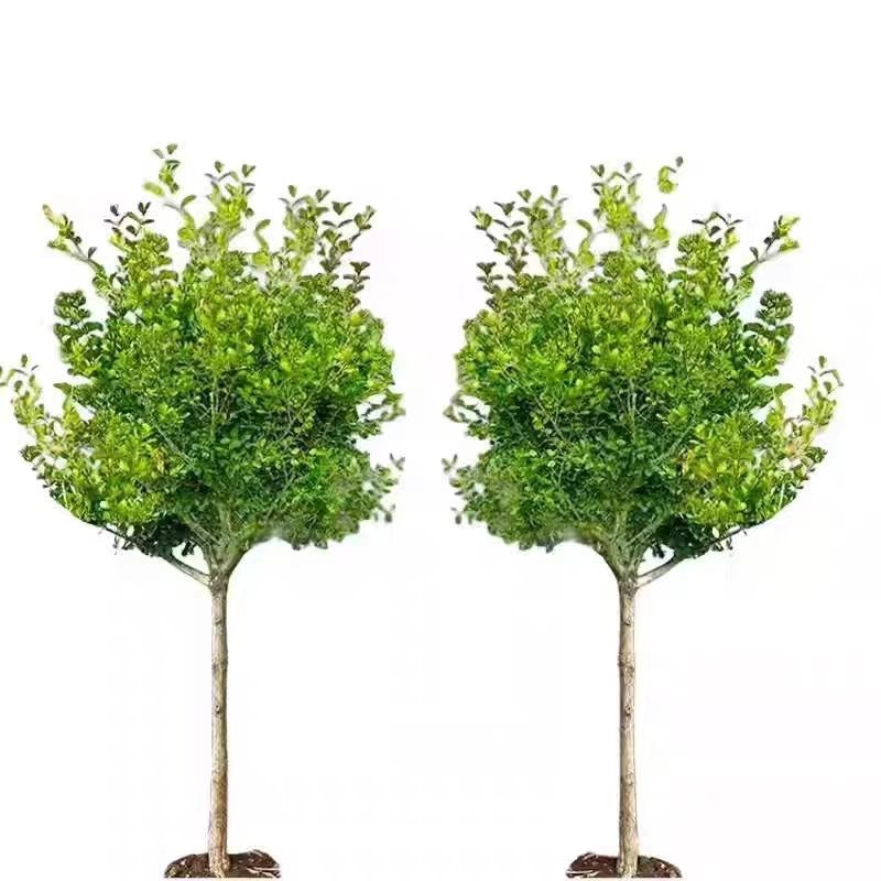 独杆黄杨树苗小叶瓜子黄杨苗盆栽庭院地栽造型盆景树桩素材绿化苗