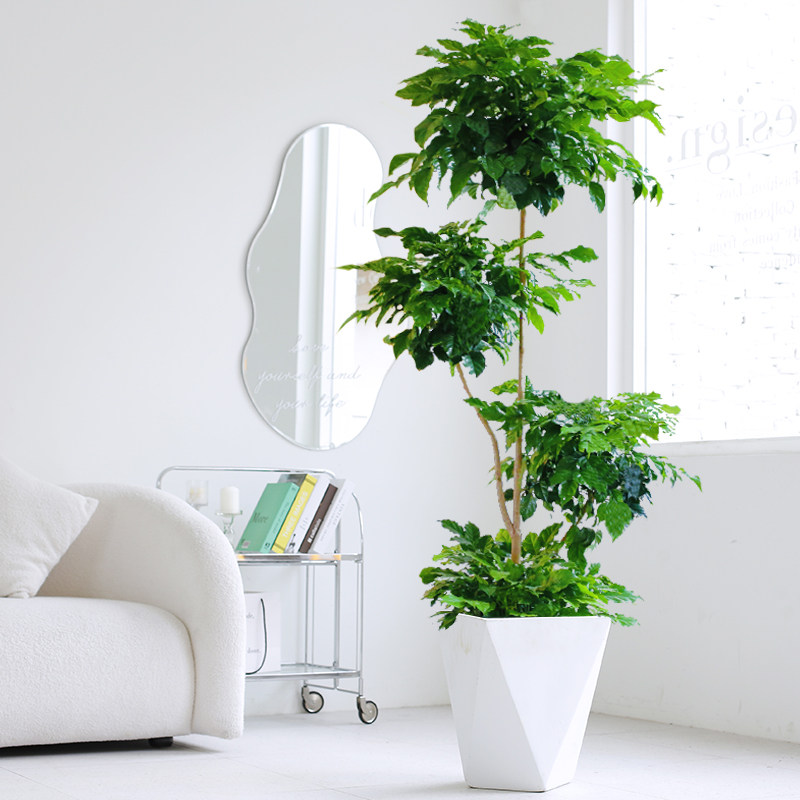 幸福树盆栽客厅大型植物室内办公室除甲醛大棵绿植多层绿宝盆景,鲜花速递/花卉仿真/绿植园艺,大型绿植/成品组合盆栽,淘宝优惠券,粉丝福利购,淘宝优惠卷