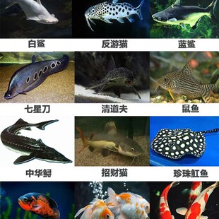 下沉型鱼粮沉底旁皮鱼饲料锦鲤清道夫孔雀鳑鲏泥鳅鹦鹉鱼食通用型