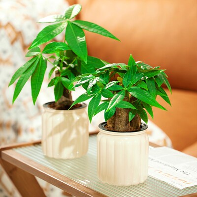 发财树小盆栽水培植物室内好养办公室桌面绿植招财树除吸甲醛禄植