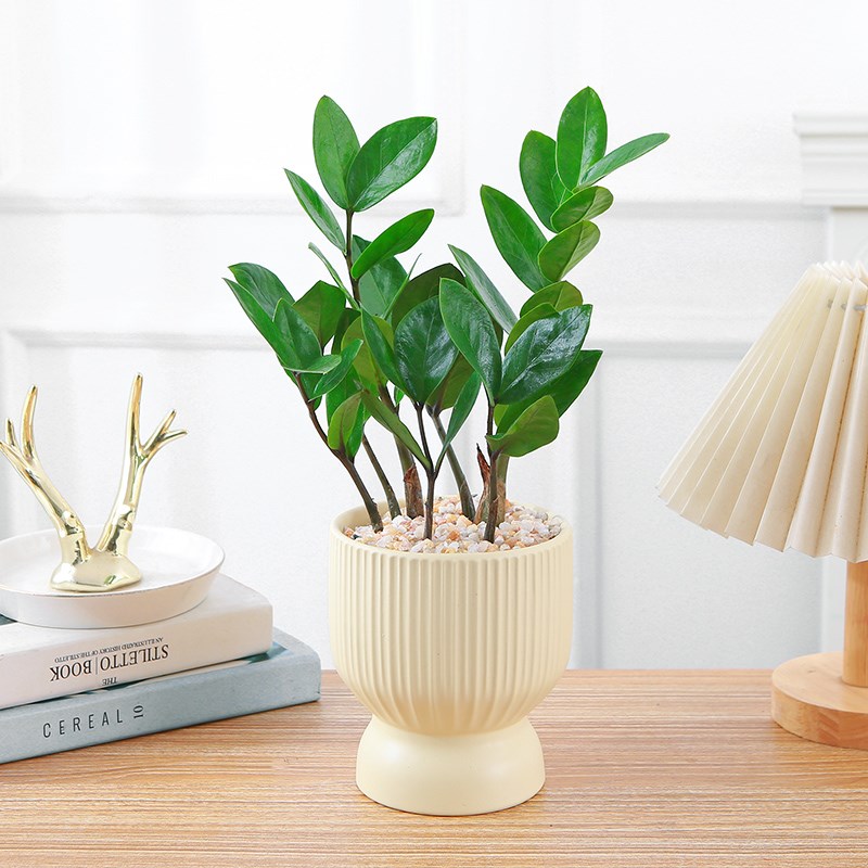 金钱树盆栽办公室桌摆观叶绿植发财树四季常青好养活网红盆栽植物