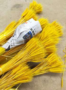 干花小麦真麦穗稻穗麦子黄色花篮大麦单只花艺泡沫摆放橱窗拍花束