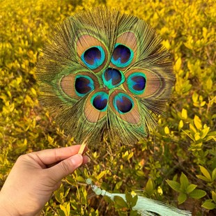 迷你孔雀羽毛扇剧组拍摄道具网红羽毛扇子舞蹈扇