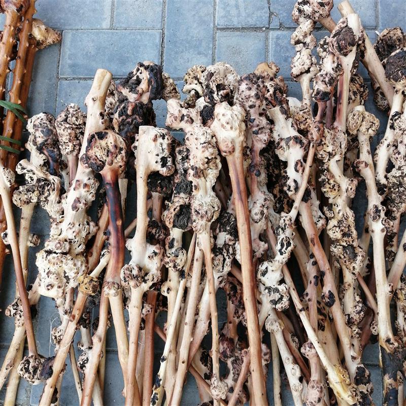 云南黑果木锤 敲背锤子山茶木健身锤留疤木根雕树瘤拐杖树瘤烟嘴