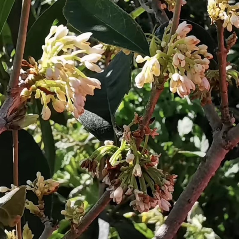 桂花苗正宗结子桂花四季开花味清新自然南方阳台庭院盆栽地栽树苗