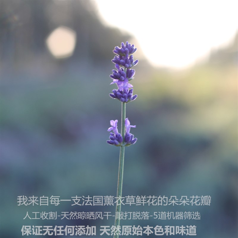 薰衣草干花花粒新花天然薰衣草枕头香包填充好花半斤安神助眠