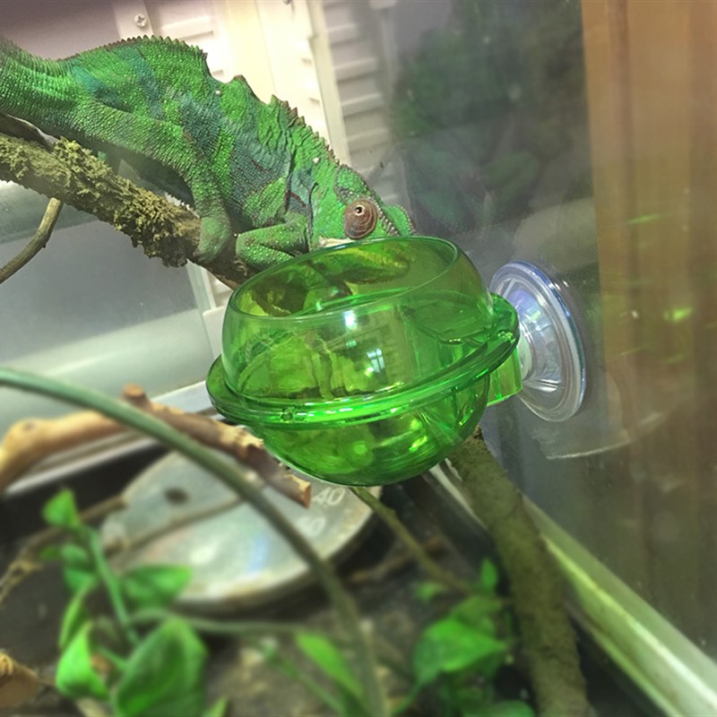 爬虫爬宠饲养箱食盆水盆二合一防逃逸守宫蜥蜴蜘蛛蝎子面包虫树栖