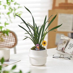 建兰神童冠金边兰花盆栽室内客厅耐阴好养植物办公室桌面绿植摆件