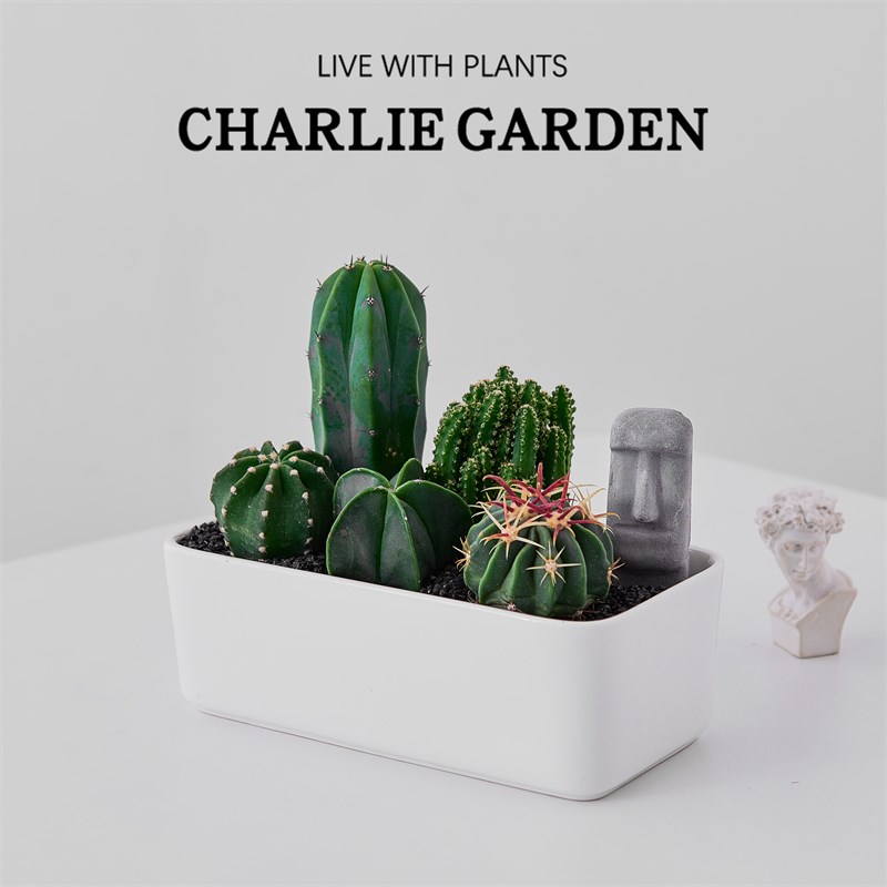 沙漠便当多肉植物盆栽办公室内桌面绿植花卉盆栽工位情绪解压