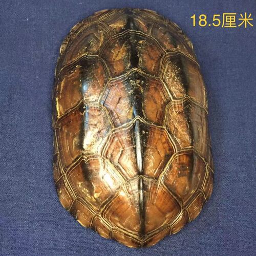 龟趣天然完整干净真乌龟壳文玩手把件家居客厅摆件送礼桌面中式